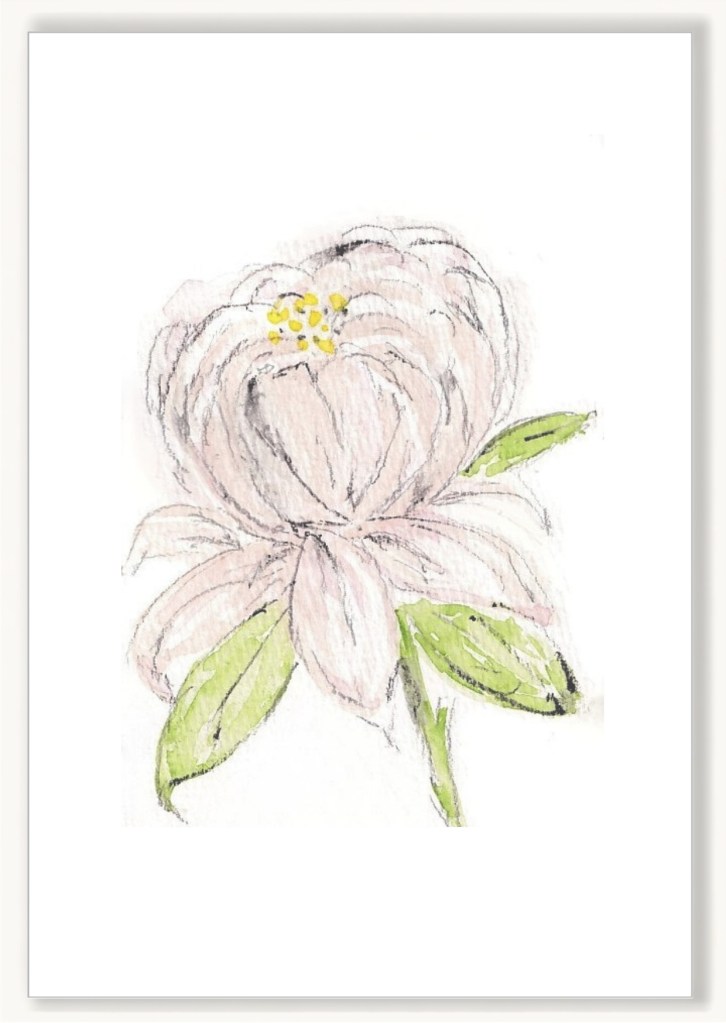 Florals - White Peony