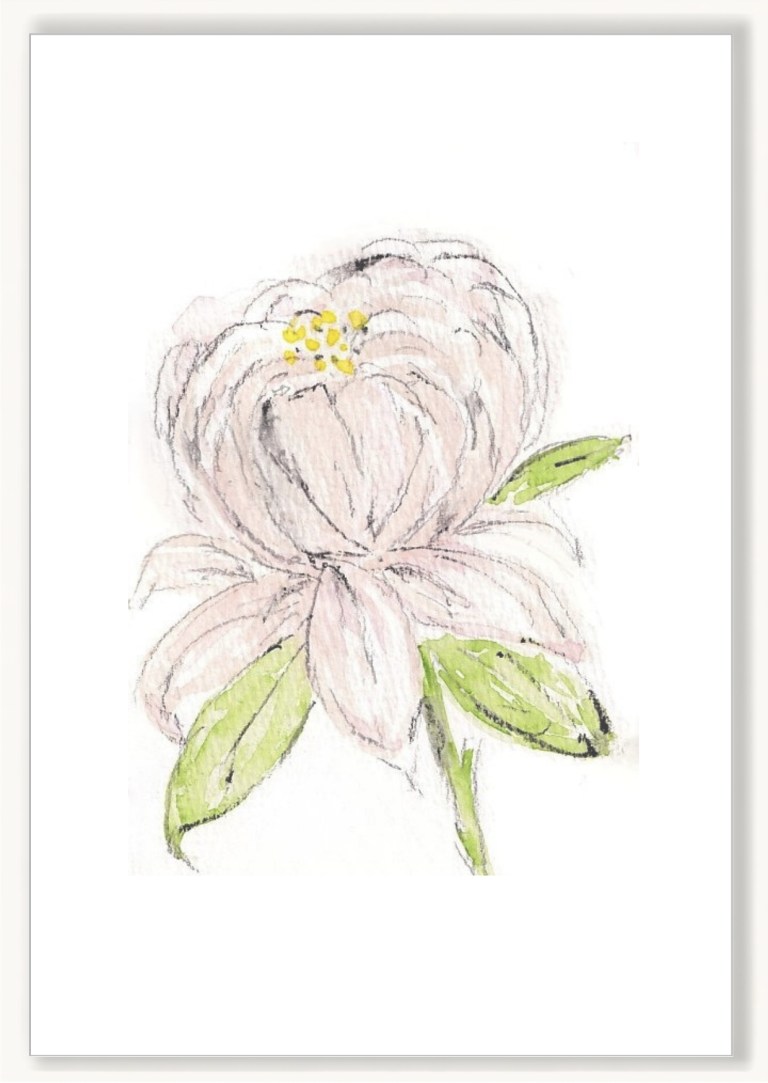 Florals - White Peony