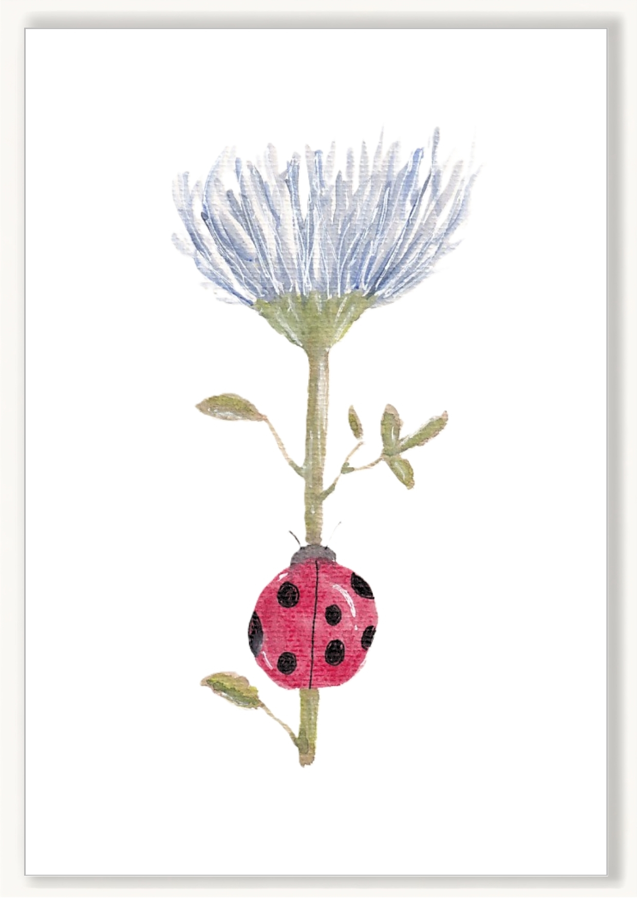 Ladybird Thistle - Image 1